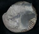 Pyritized Dactylioceras Ammonite - UK #9719-2